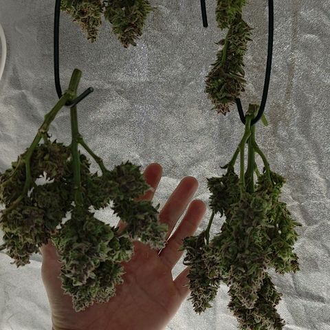 Wedding Cake 2 growlog timeline photo