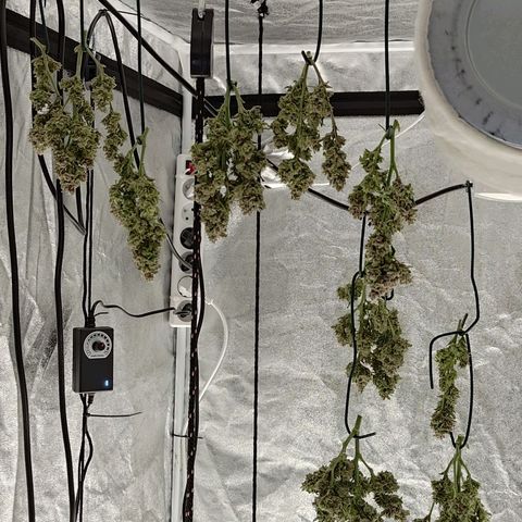 Wedding Cake 2 growlog timeline photo