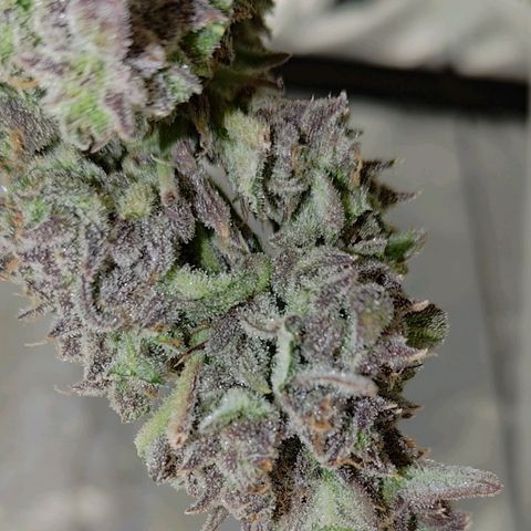 Wedding Cake 2 growlog timeline photo