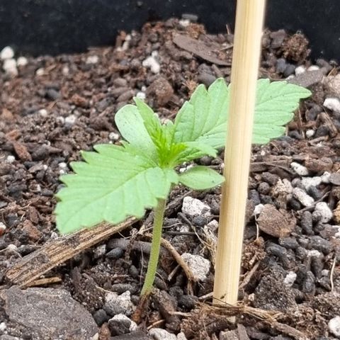 Strawberry Gorilla Fastbuds  growlog photo
