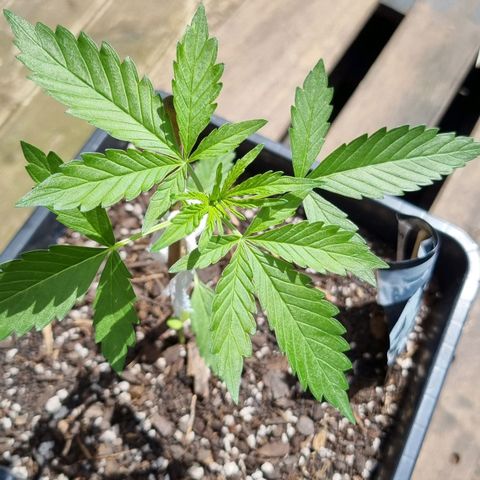 Strawberry Gorilla Fastbuds  growlog timeline photo