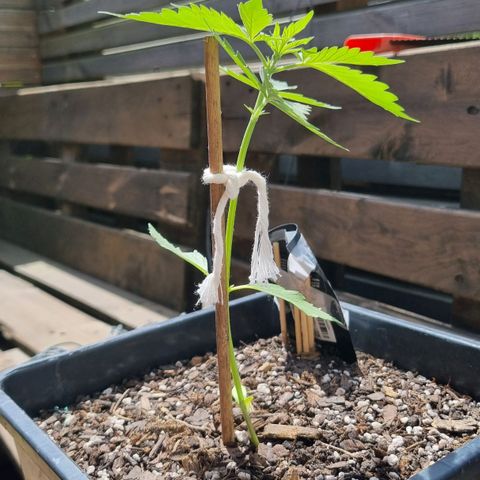 Strawberry Gorilla Fastbuds  growlog timeline photo