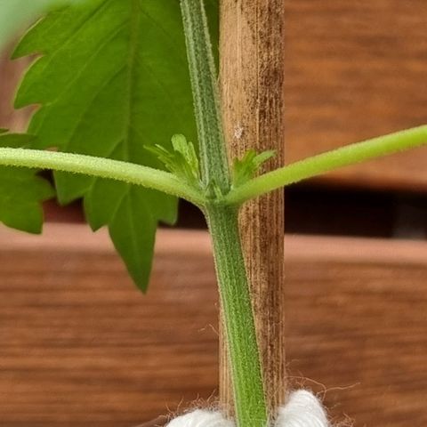 Strawberry Gorilla Fastbuds  growlog photo