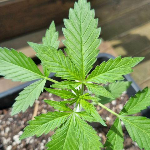 Strawberry Gorilla Fastbuds  growlog photo