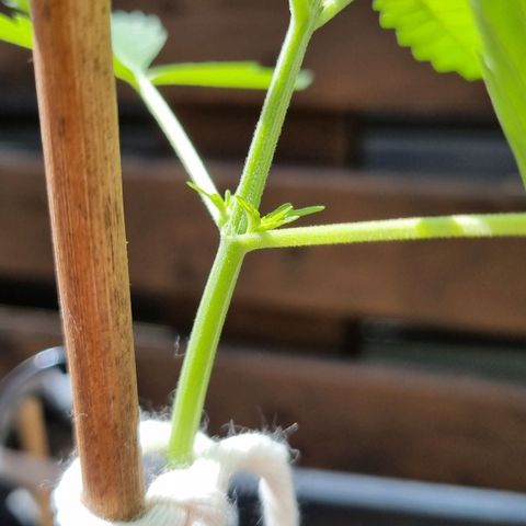 Strawberry Gorilla Fastbuds  growlog timeline photo