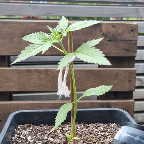 Strawberry Gorilla Fastbuds  growlog photo