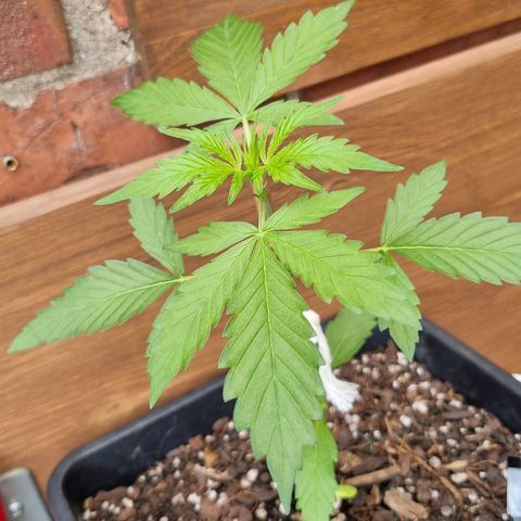 Strawberry Gorilla Fastbuds  growlog timeline photo