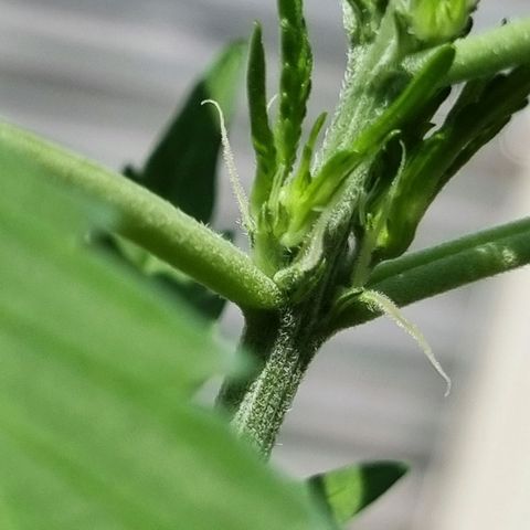 Strawberry Gorilla Fastbuds  growlog timeline photo