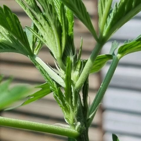 Strawberry Gorilla Fastbuds  growlog timeline photo