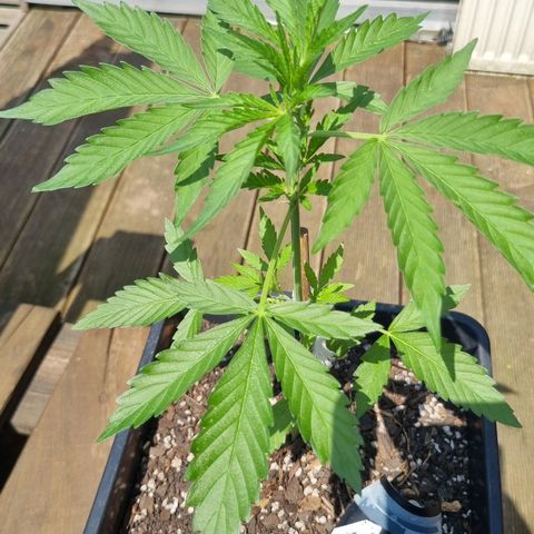 Strawberry Gorilla Fastbuds  growlog timeline photo