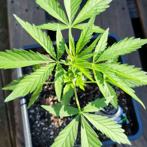 Strawberry Gorilla Fastbuds  growlog timeline photo