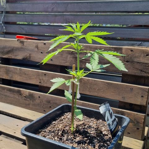 Strawberry Gorilla Fastbuds  growlog timeline photo