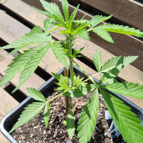 Strawberry Gorilla Fastbuds  growlog timeline photo