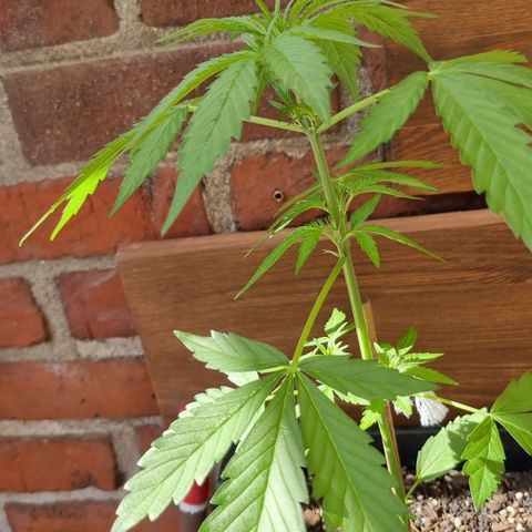 Strawberry Gorilla Fastbuds  growlog timeline photo