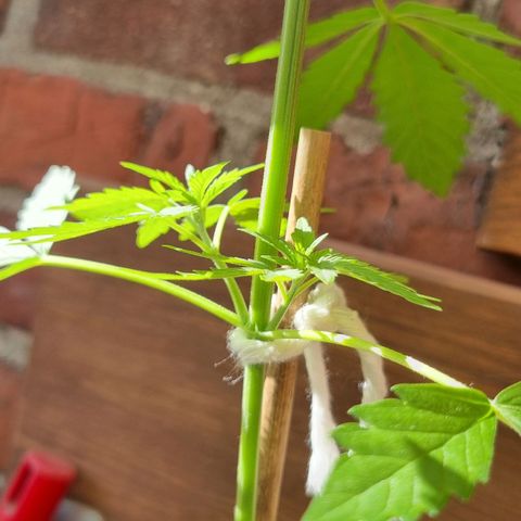 Strawberry Gorilla Fastbuds  growlog timeline photo