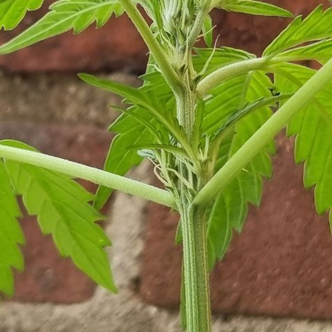 Strawberry Gorilla Fastbuds  growlog timeline photo