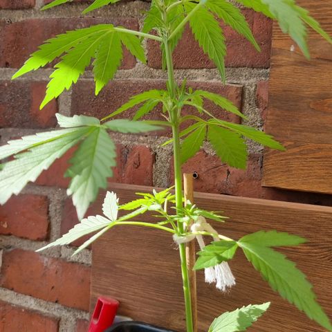Strawberry Gorilla Fastbuds  growlog timeline photo