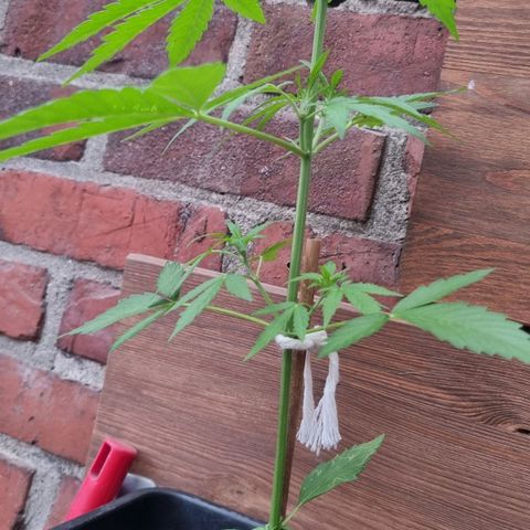 Strawberry Gorilla Fastbuds  growlog timeline photo