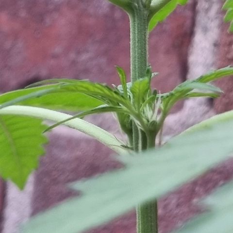 Strawberry Gorilla Fastbuds  growlog timeline photo