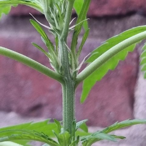 Strawberry Gorilla Fastbuds  growlog timeline photo