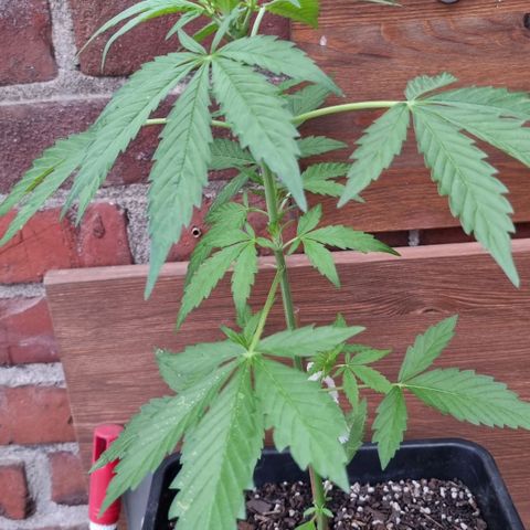 Strawberry Gorilla Fastbuds  growlog timeline photo