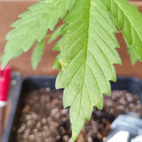 Strawberry Gorilla Fastbuds  growlog timeline photo