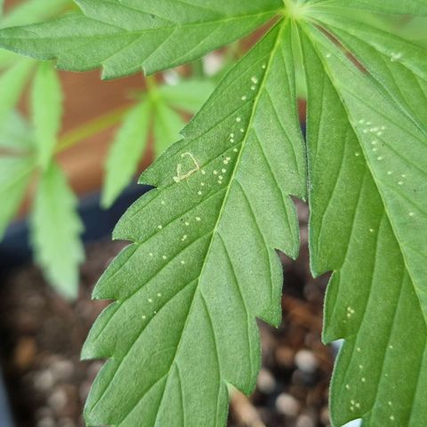Strawberry Gorilla Fastbuds  growlog timeline photo