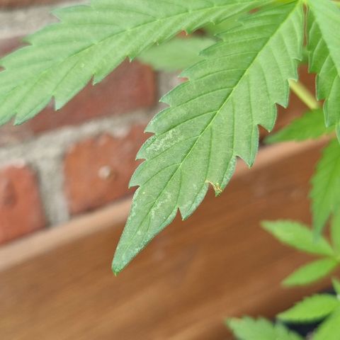 Strawberry Gorilla Fastbuds  growlog timeline photo