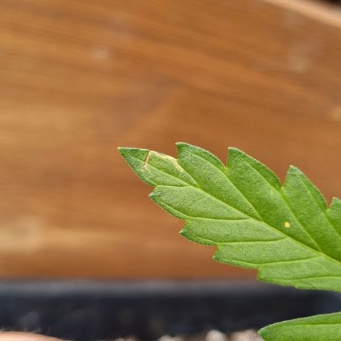 Strawberry Gorilla Fastbuds  growlog timeline photo