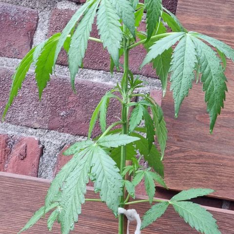 Strawberry Gorilla Fastbuds  growlog timeline photo