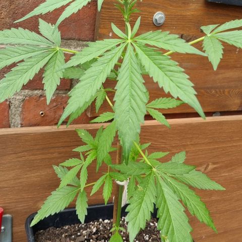 Strawberry Gorilla Fastbuds  growlog timeline photo
