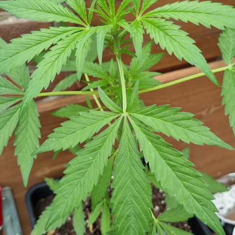 Strawberry Gorilla Fastbuds  growlog timeline photo
