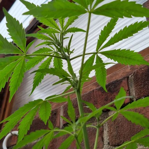 Strawberry Gorilla Fastbuds  growlog timeline photo