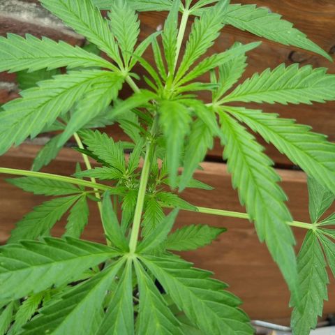 Strawberry Gorilla Fastbuds  growlog timeline photo