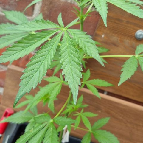 Strawberry Gorilla Fastbuds  growlog timeline photo