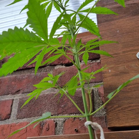 Strawberry Gorilla Fastbuds  growlog timeline photo