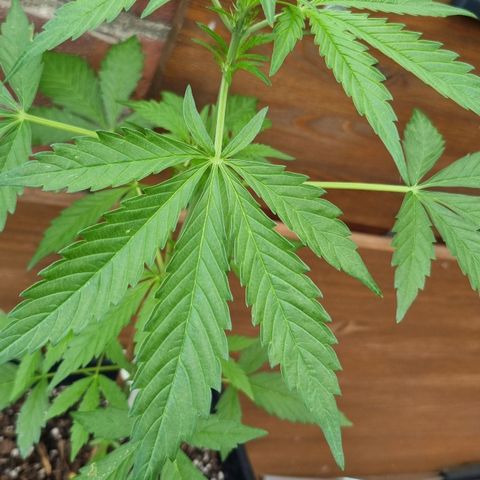 Strawberry Gorilla Fastbuds  growlog timeline photo