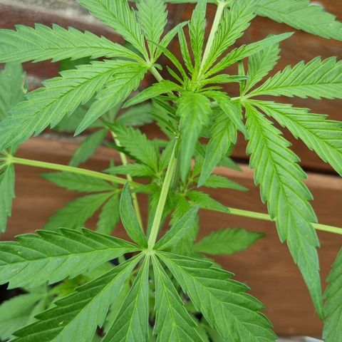 Strawberry Gorilla Fastbuds  growlog timeline photo