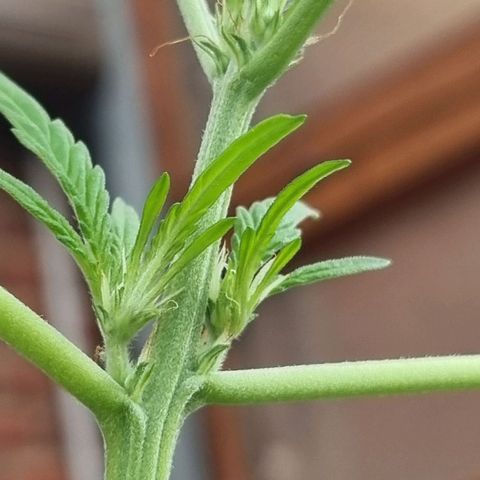 Strawberry Gorilla Fastbuds  growlog timeline photo