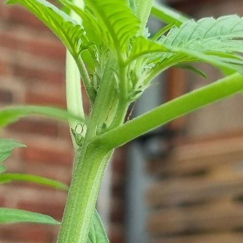 Strawberry Gorilla Fastbuds  growlog timeline photo