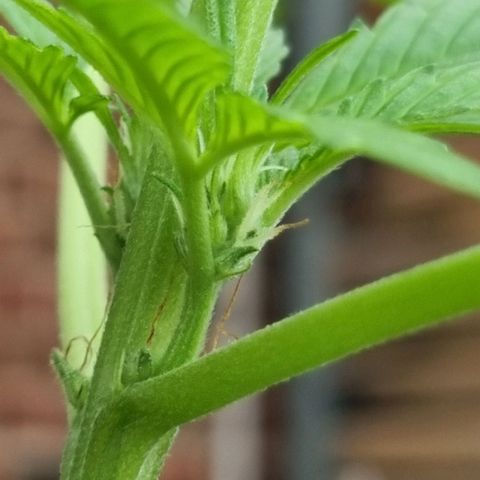 Strawberry Gorilla Fastbuds  growlog timeline photo
