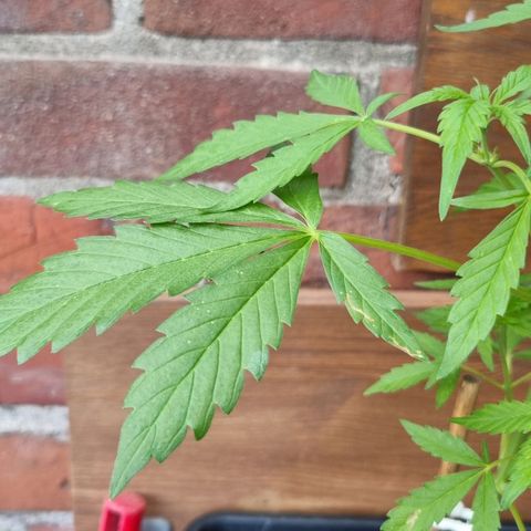 Strawberry Gorilla Fastbuds  growlog timeline photo