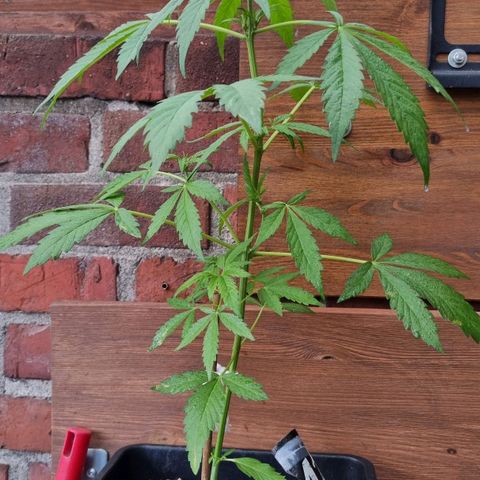 Strawberry Gorilla Fastbuds  growlog timeline photo