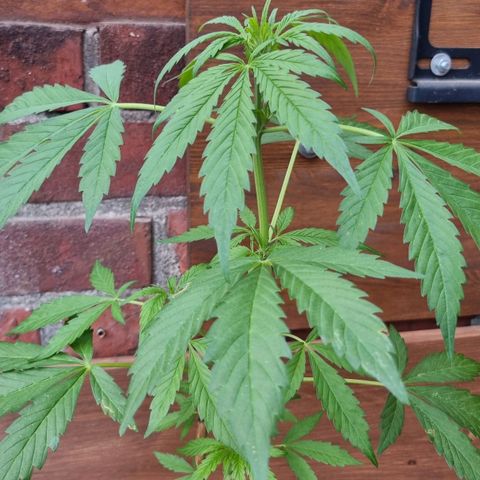 Strawberry Gorilla Fastbuds  growlog timeline photo