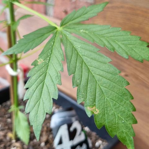Strawberry Gorilla Fastbuds  growlog timeline photo