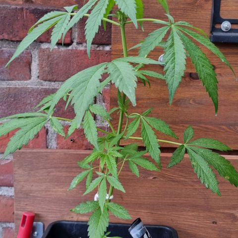 Strawberry Gorilla Fastbuds  growlog timeline photo