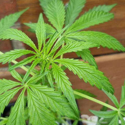Strawberry Gorilla Fastbuds  growlog timeline photo