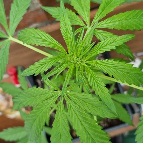 Strawberry Gorilla Fastbuds  growlog timeline photo
