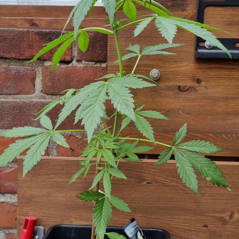 Strawberry Gorilla Fastbuds  growlog timeline photo