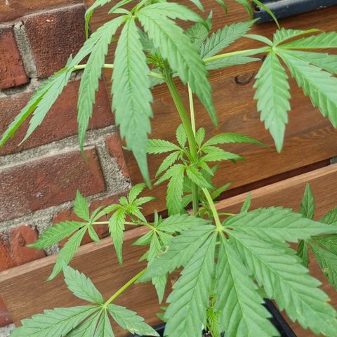 Strawberry Gorilla Fastbuds  growlog timeline photo